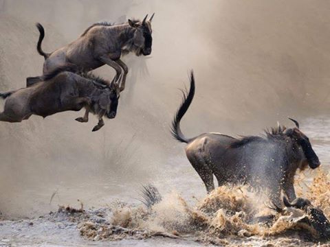 Boo your trip to Tanzania with us #tanzaniatrip #lookingforthetrip
email: info@taitravellers.com
WhatsApp: +255 768 145675
taitravellers.com