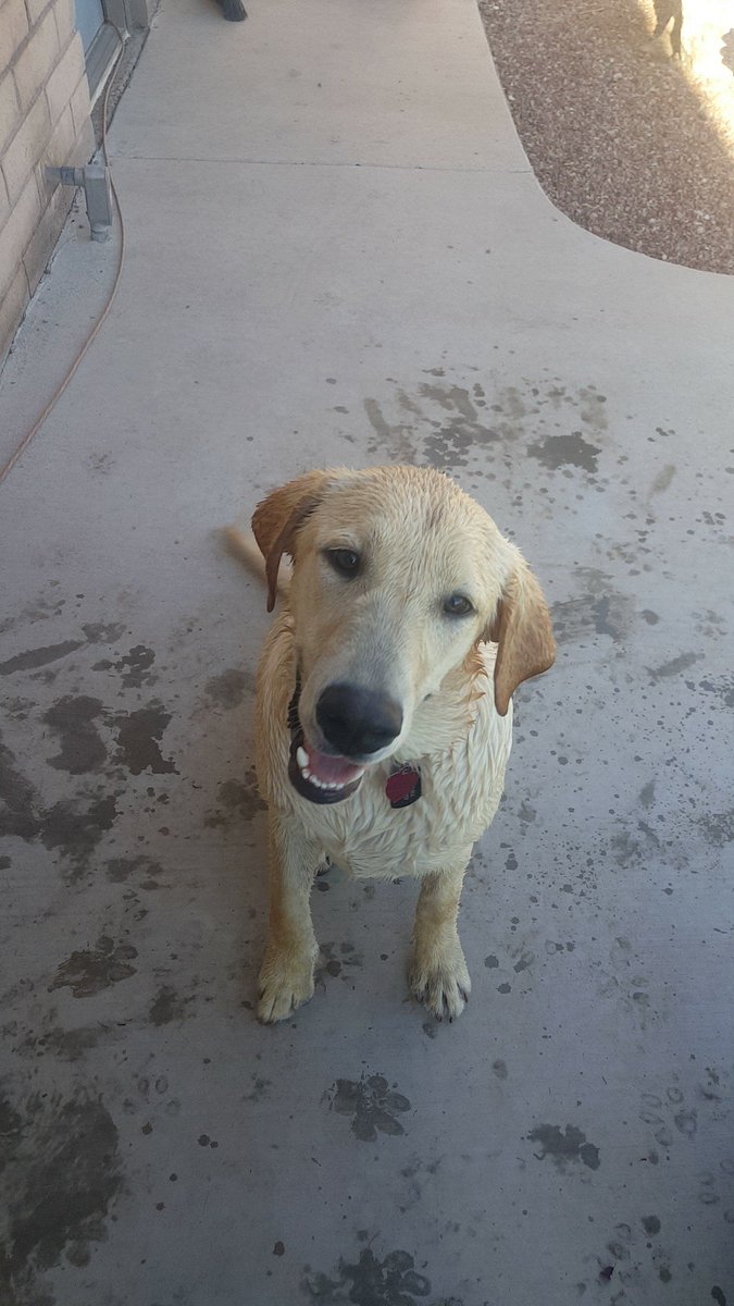 bruce_hatfield's tweet photo. I miss my dog https://t.co/lHgBqq7hoU