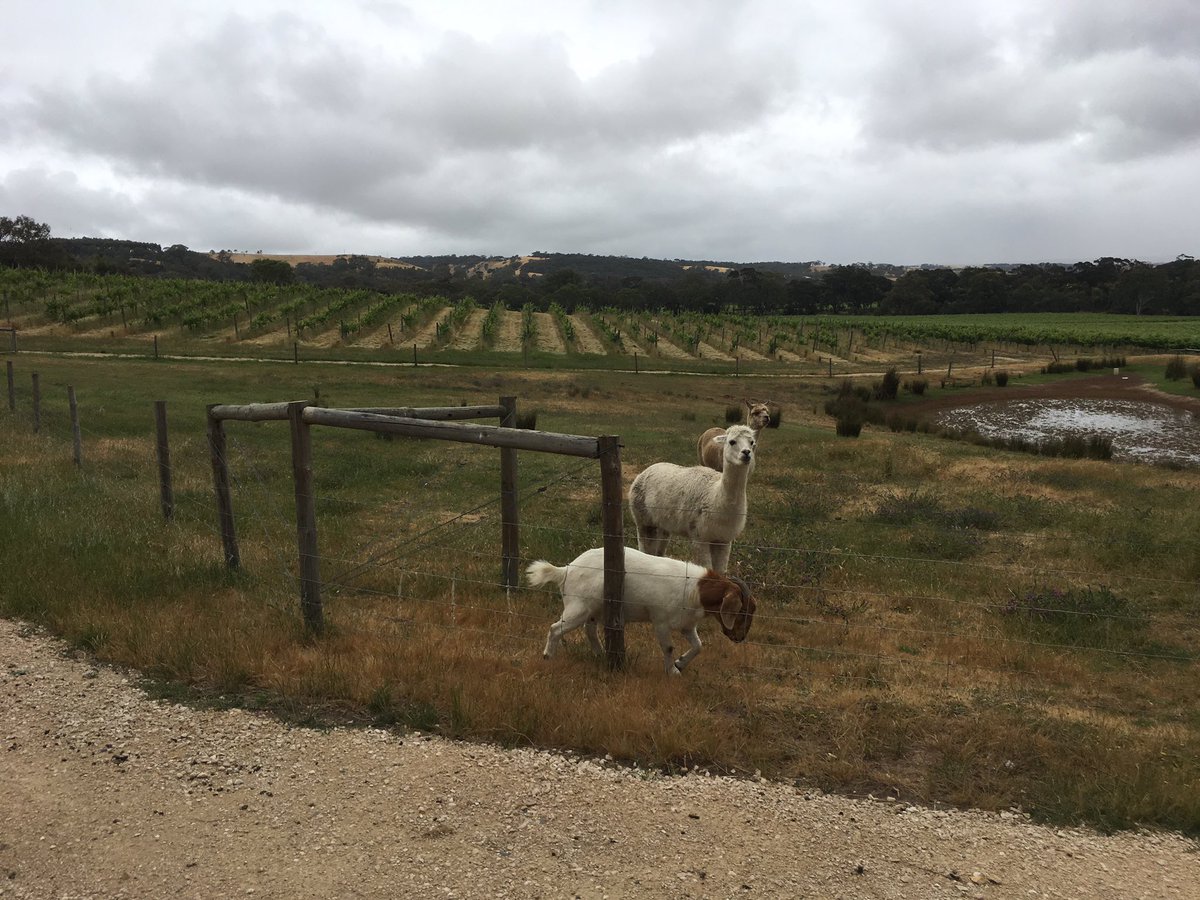 AustOrganic's tweet photo. Absolutely beautiful @GemtreeWines Thanks for hosting our bus tour 👏🏼❤️ #organicwine https://t.co/L1BUwVTtOH