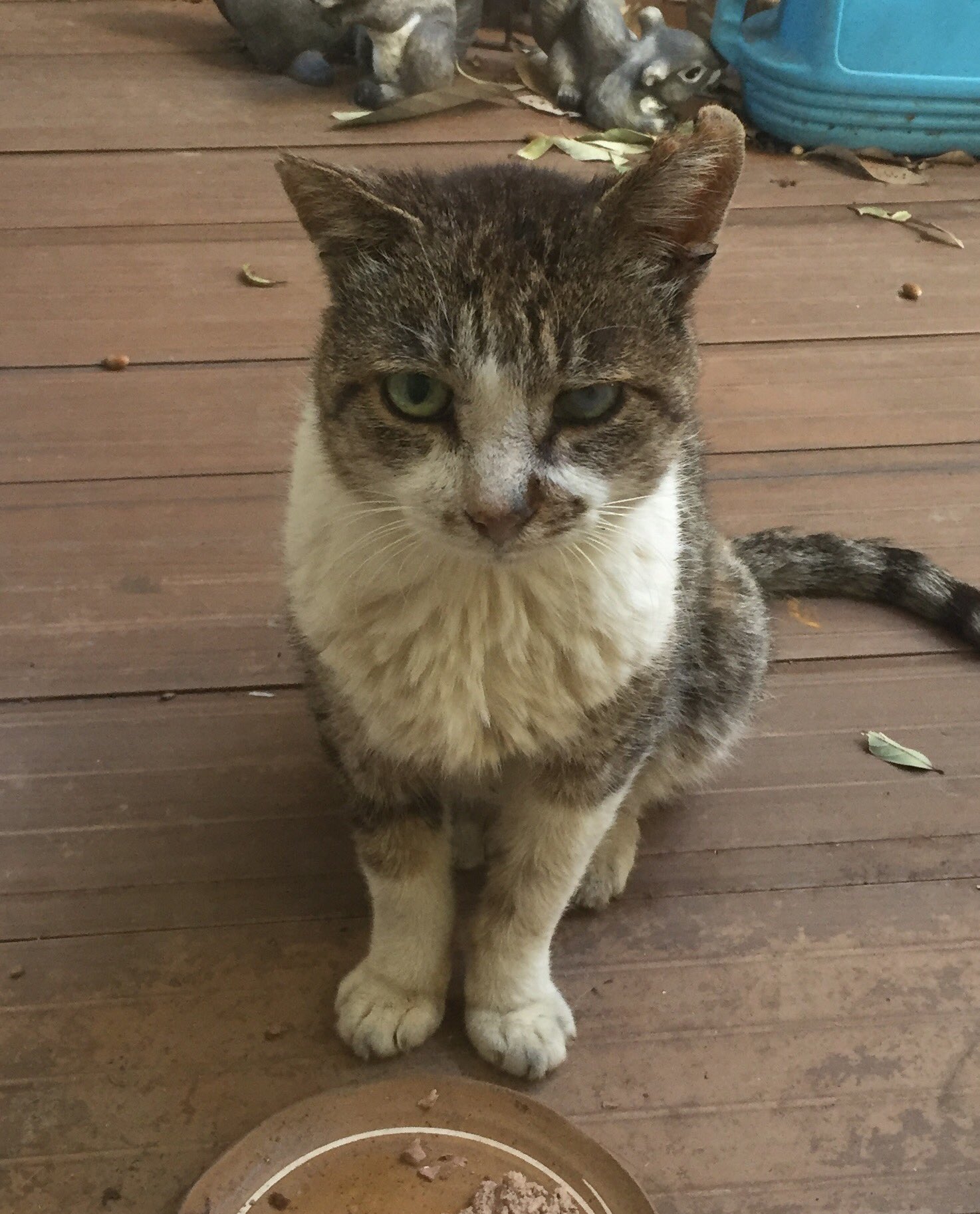 佐久間レイ ごちそうさまでした 気高き自由猫のギャング君 去勢済み 猫同士の喧嘩や人為的と思われる大怪我を負ってきた日もある 目を負傷した時もじっと耐え 乗り越えたね 全てを誰のせいにもせず 決して諦めず 信頼する心も無くさない そんな生き様