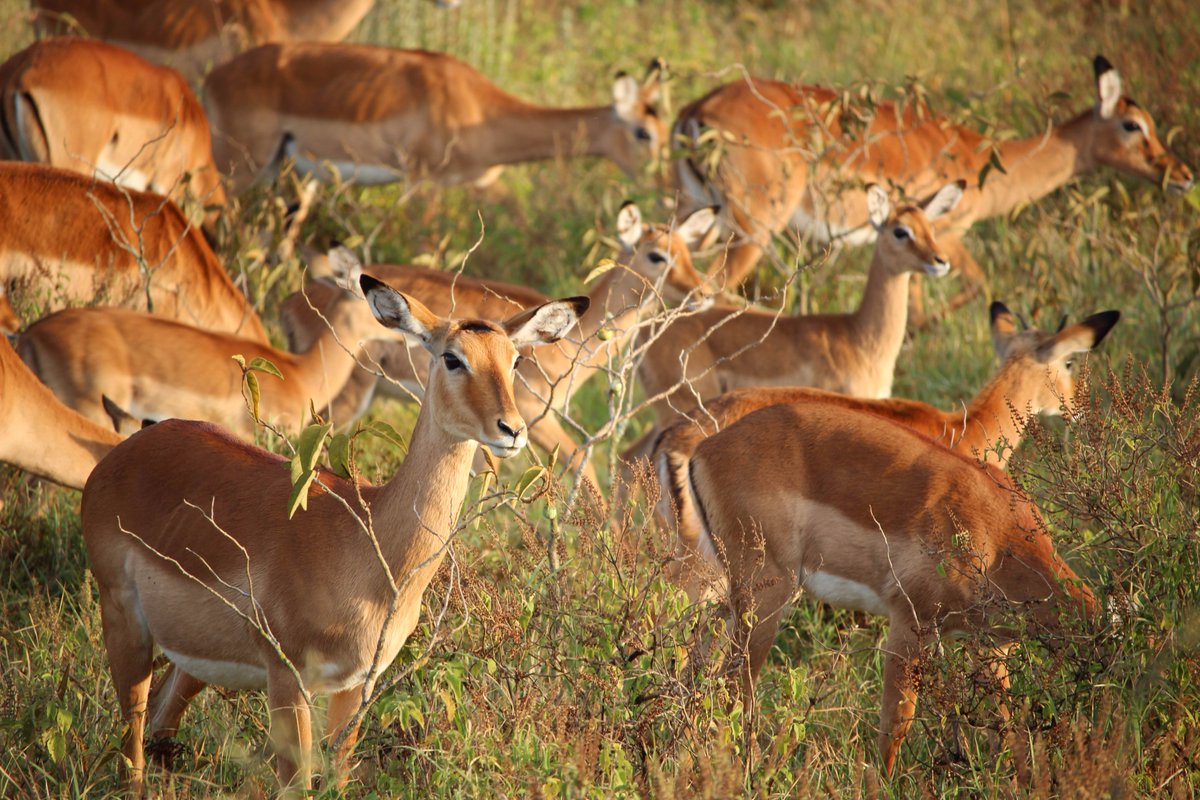 Capitals Coalition (@capscoalition) on Twitter photo Scientific American (<a href="/sciam/">Scientific American</a>) urges African Development Bank to abandon proposals to develop 2 million hectares of African savanna into farmland, citing vital #EcosystemServices. But alternatives must be suggested to address poverty & rising food demand bit.ly/2mt6QT8 Scientific American (<a href="/sciam/">Scientific American</a>) urges African Development Bank to abandon proposals to develop 2 million hectares of African savanna into farmland, citing vital #EcosystemServices. But alternatives must be suggested to address poverty & rising food demand bit.ly/2mt6QT8