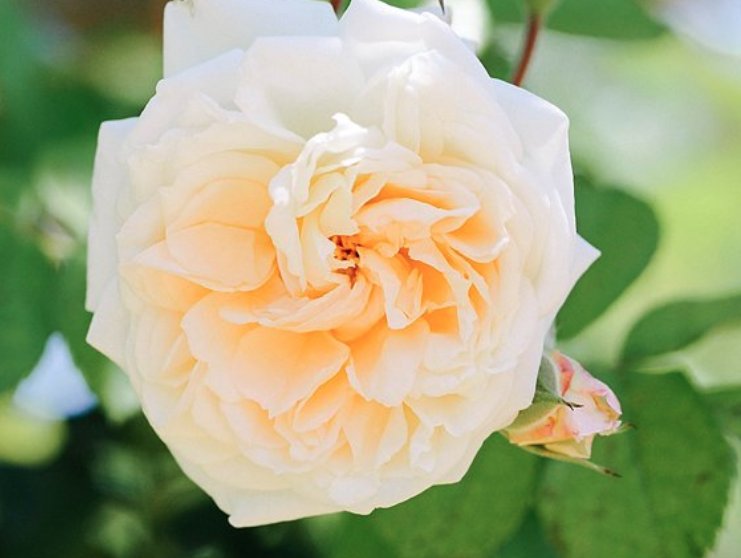 A climbing rose named after Château de Malmaison where the Empress of France had a magnificent rose garden. Read the story here: ow.ly/y1XI30gCe86 #inseasonnow #roses