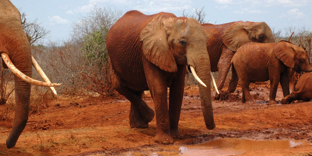 MoveTheWorld's tweet photo. We're appalled at US's decision to allow imports of elephant trophies from Zimbabwe and Zambia, reversing the 2014 ban. Trophy hunting causes immense suffering and fuels the demand for wild animal products: https://t.co/PatyIaAic4 #NotEntertainers https://t.co/JCmygtVjZ6