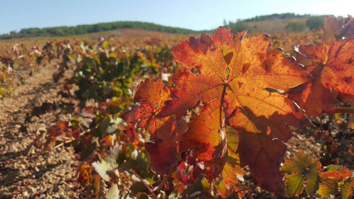 vino_piedras's tweet photo. Paisajes de otoño en los viñedos de la D.O.P. Cariñena 😍🍁
📸 @BdsDelSenorio , @MarinWines y @bodegasanvalero https://t.co/m4mUkXSNXc