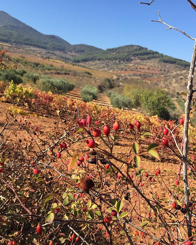 vino_piedras's tweet photo. Paisajes de otoño en los viñedos de la D.O.P. Cariñena 😍🍁
📸 @BdsDelSenorio , @MarinWines y @bodegasanvalero https://t.co/m4mUkXSNXc