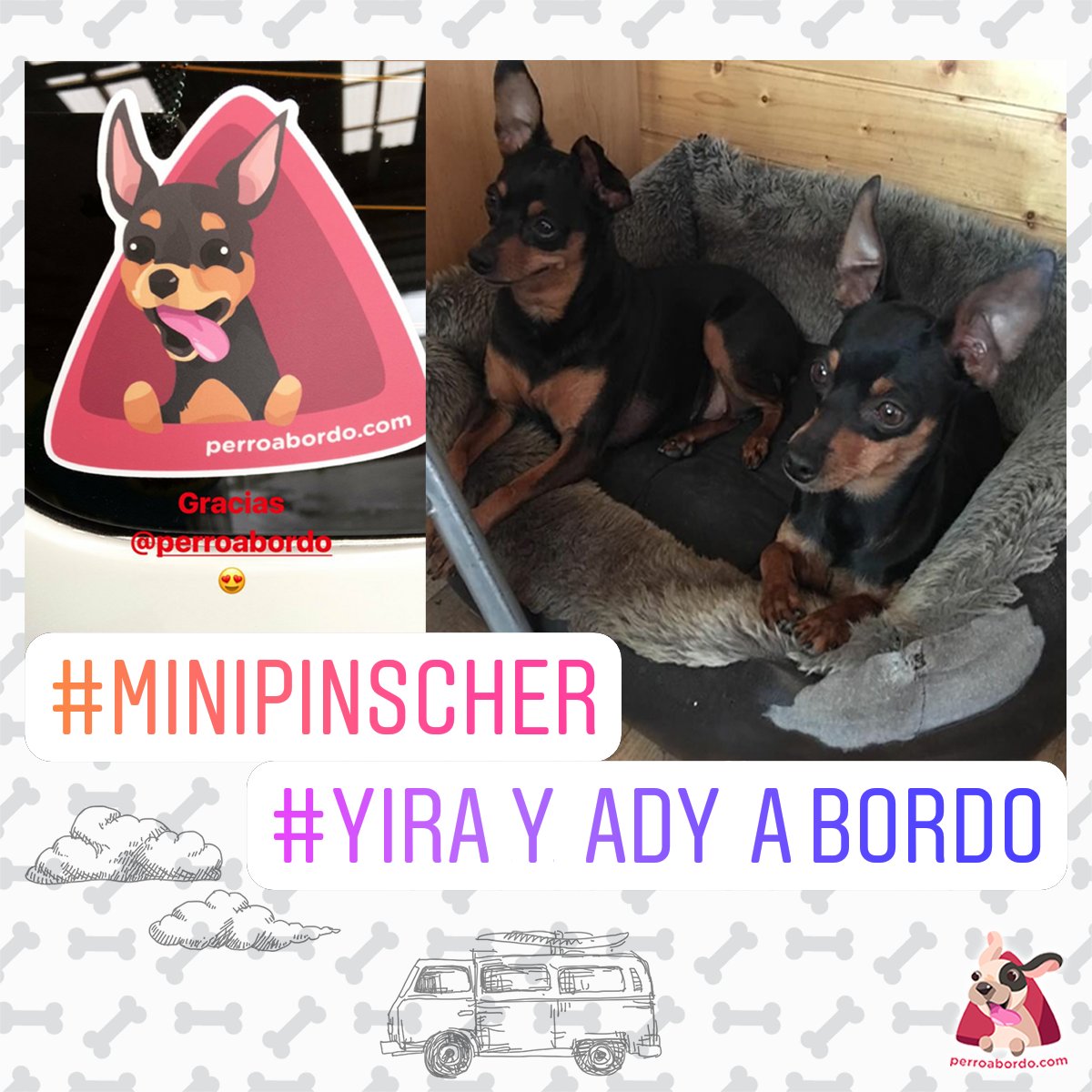 Hoy os presentamos a la reina y princesita de Carol 😊😊 bit.ly/pinscherabordo #pinscher #pinscherminiatura #perroabordo #pegatinasmolonas