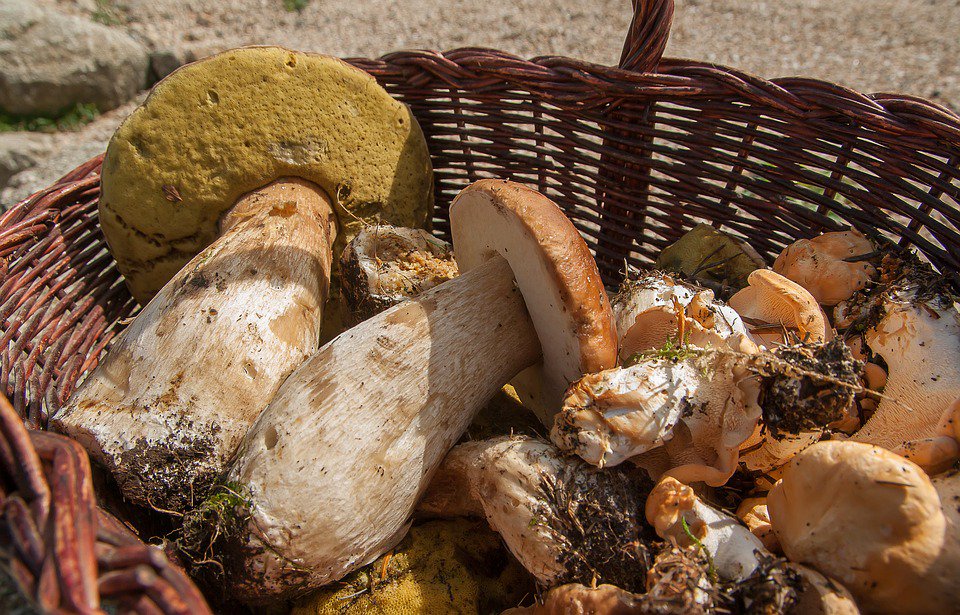 lasnoguerasjaen's tweet photo. ¡Llego la hora! Es el momento de sacar la navaja y la cesta y buscar tus primeras setas 🍄 https://t.co/p3eYQWINeA
