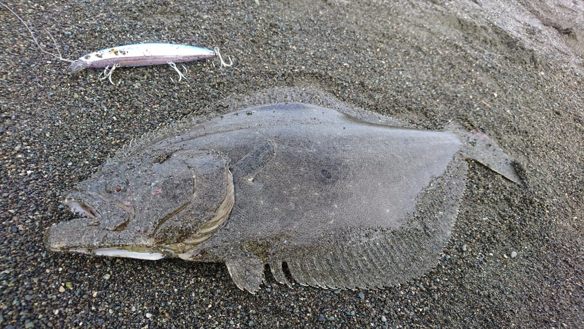 Mocha 浅草橋で個展 絵空百景 ヒラメ44cm マゴチ55cm 大磯にて とても自然を感じるいい日でした