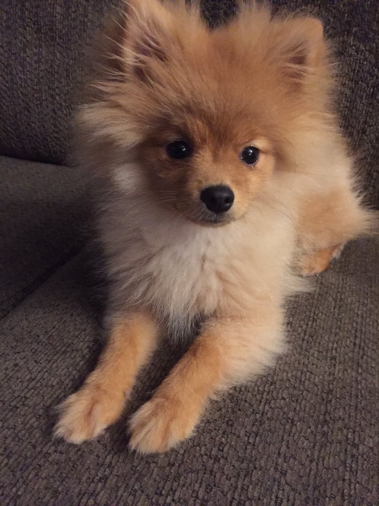 Izabella Webb tweet media