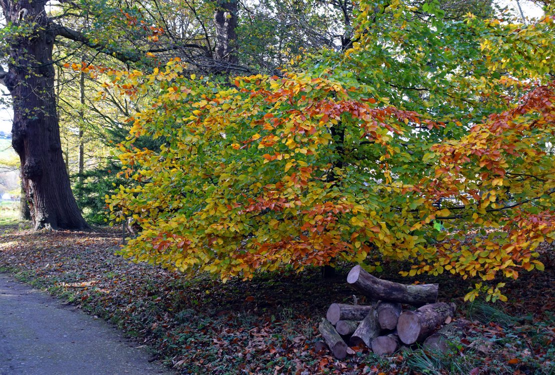 mousey3211's tweet photo. Autumn walk at @ripleycastle #Harrogate @BoarsHeadRipley @RipleyWeddings @justmakerRipley @Enjoy_Harrogate @harrogate_stuff @ukHarrogate @THarrogateGirl @HarrogateUK https://t.co/RYVJvW9QbQ
