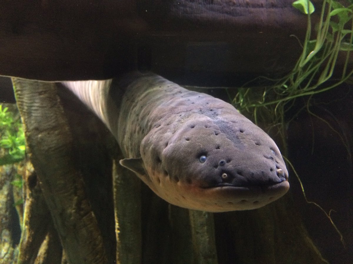 STEMReactor's tweet photo. Getting up and close with Amazonian electric eels. Also discovered @EelectricMiguel is an electric eel that tweets every time he emits enough charge. #STEM #STEMed #AussieSTEM https://t.co/3kI8KFO9Vo