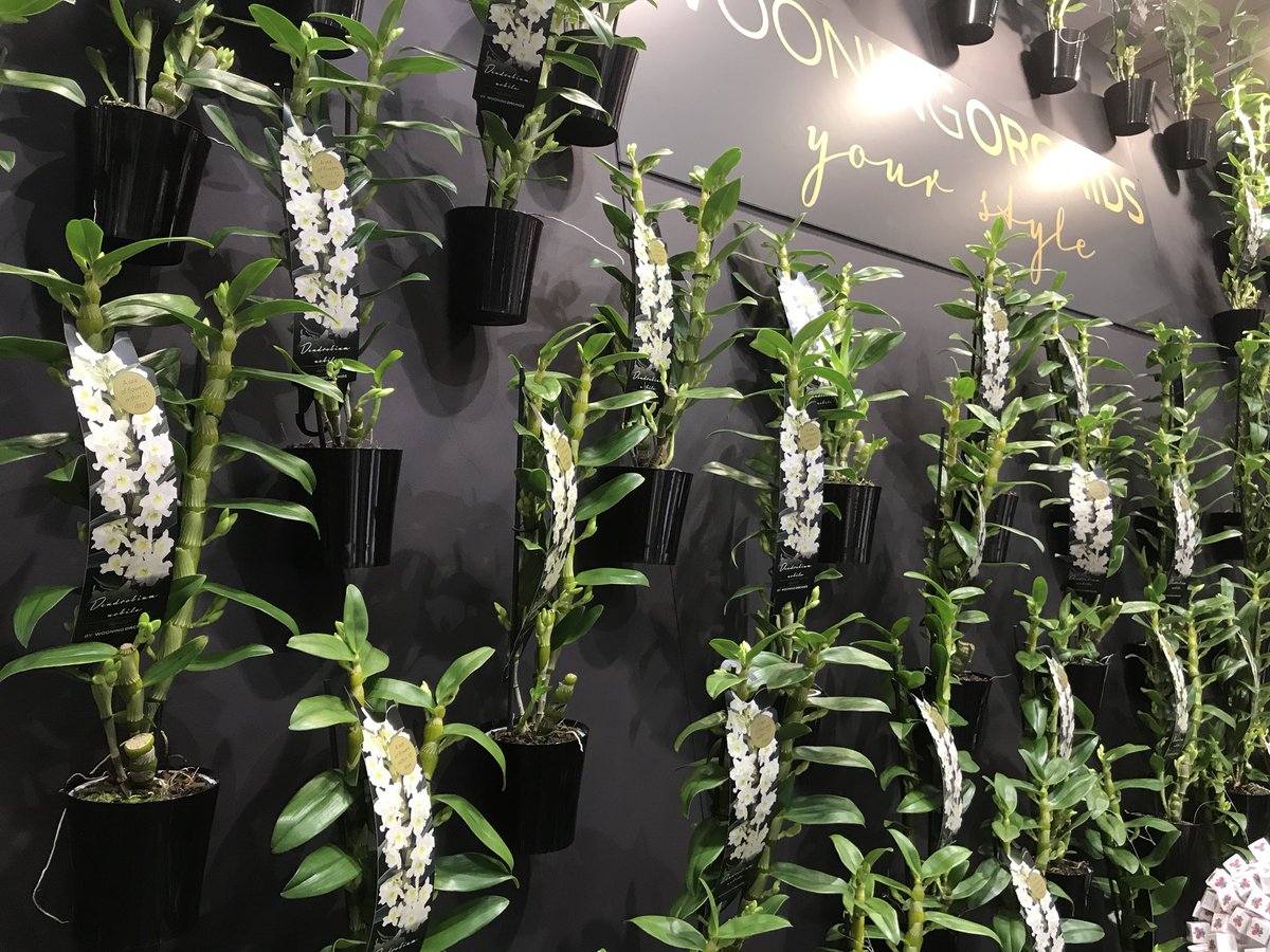 WooningOrchids's tweet photo. Wij kijken terug op een succesvolle @FloraHolland Trade Fair met de introductie van ons nieuwe concept “Sea Of Flowers”.
https://t.co/e08p4oQOn7
#dendrobiumnobile #bamboeorchidee #florahollandtradefair #floraholland #orchids #bambooorchid #orchidee https://t.co/10pzQGxbBI