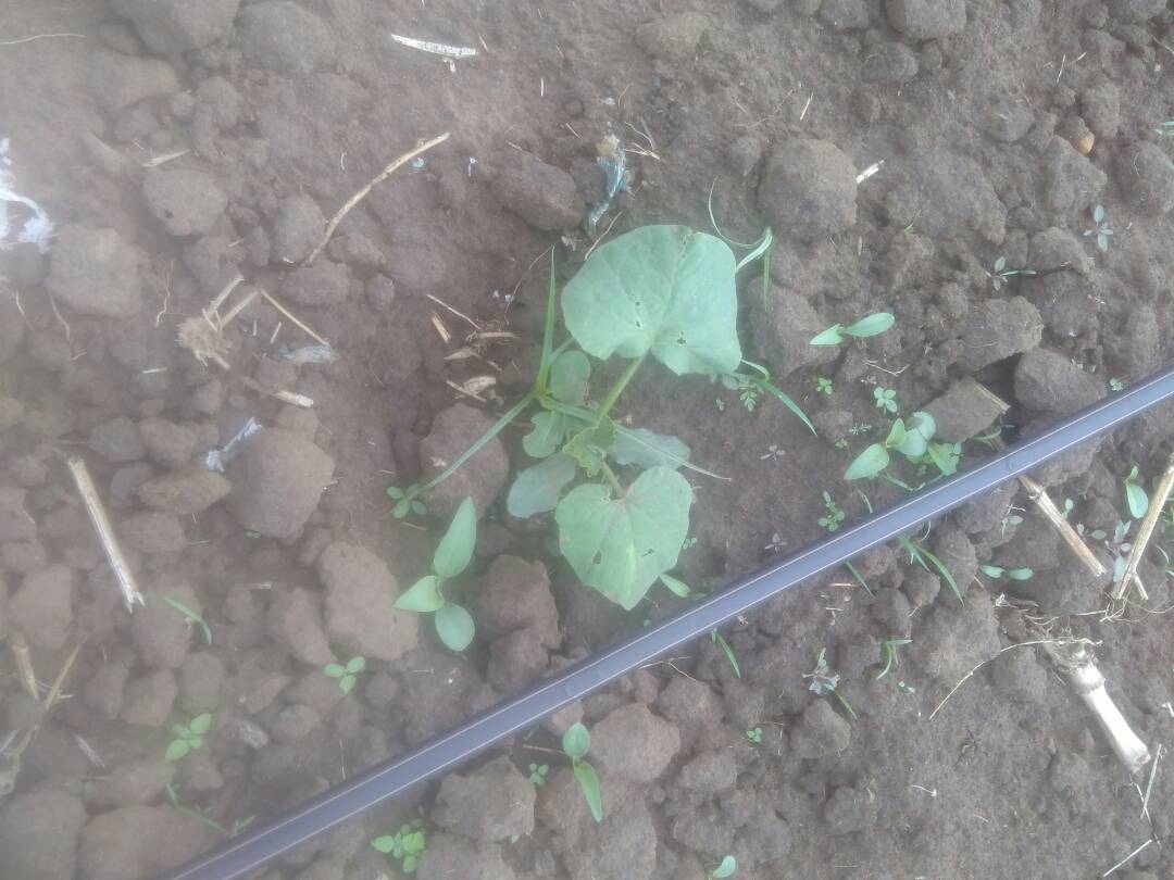 ZIMSWAP's tweet photo. Warren Park D Primary School are doing a tremendous job. They have planted Maize, Potatoes, Butternut and Tomatoes #ZIMSWAP #ChangingLives #Farming #Agriculture #AgricultureLife #CleanWater #WaterProject #Irrigation #EndPoverty #MakePovertyHistory #Zimbabwe #Africa https://t.co/v0P4ZqVDGN