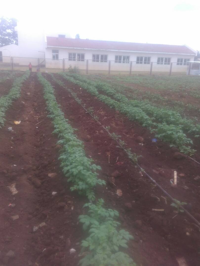 ZIMSWAP's tweet photo. Warren Park D Primary School are doing a tremendous job. They have planted Maize, Potatoes, Butternut and Tomatoes #ZIMSWAP #ChangingLives #Farming #Agriculture #AgricultureLife #CleanWater #WaterProject #Irrigation #EndPoverty #MakePovertyHistory #Zimbabwe #Africa https://t.co/v0P4ZqVDGN