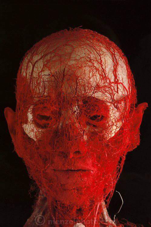 auwalbinali's tweet photo. This is an image depicting the vessels on your face and hand. 

How on earth will someone say all this came about by chance? How ungrateful are we to the Magnificent Allah, our lord and Creator.

Allahu Akbar!

RETWEET PLEASE... Let's be reminded. https://t.co/TVk4NL3VaK