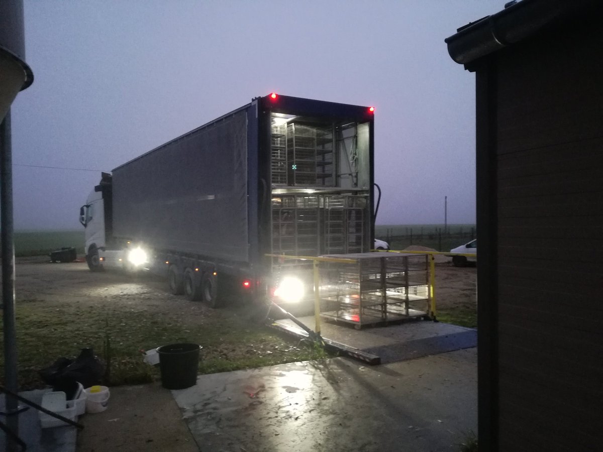 Guiguiperdereau's tweet photo. 50 minutes de déchargement pour ces belles 5986 belles poules bio a @CedricetLydie  🙂🙂🙂 #ceuxquifontdesoeufs #cotcotcot #agriculteur #éleveur #bonnejournee #joiedumatin https://t.co/lpX8tIGnEi