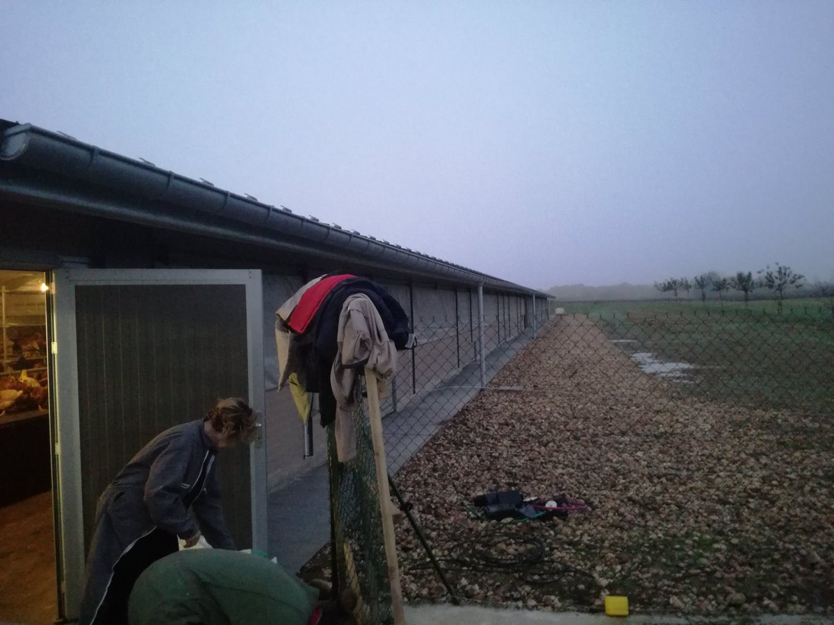 Guiguiperdereau's tweet photo. 50 minutes de déchargement pour ces belles 5986 belles poules bio a @CedricetLydie  🙂🙂🙂 #ceuxquifontdesoeufs #cotcotcot #agriculteur #éleveur #bonnejournee #joiedumatin https://t.co/lpX8tIGnEi