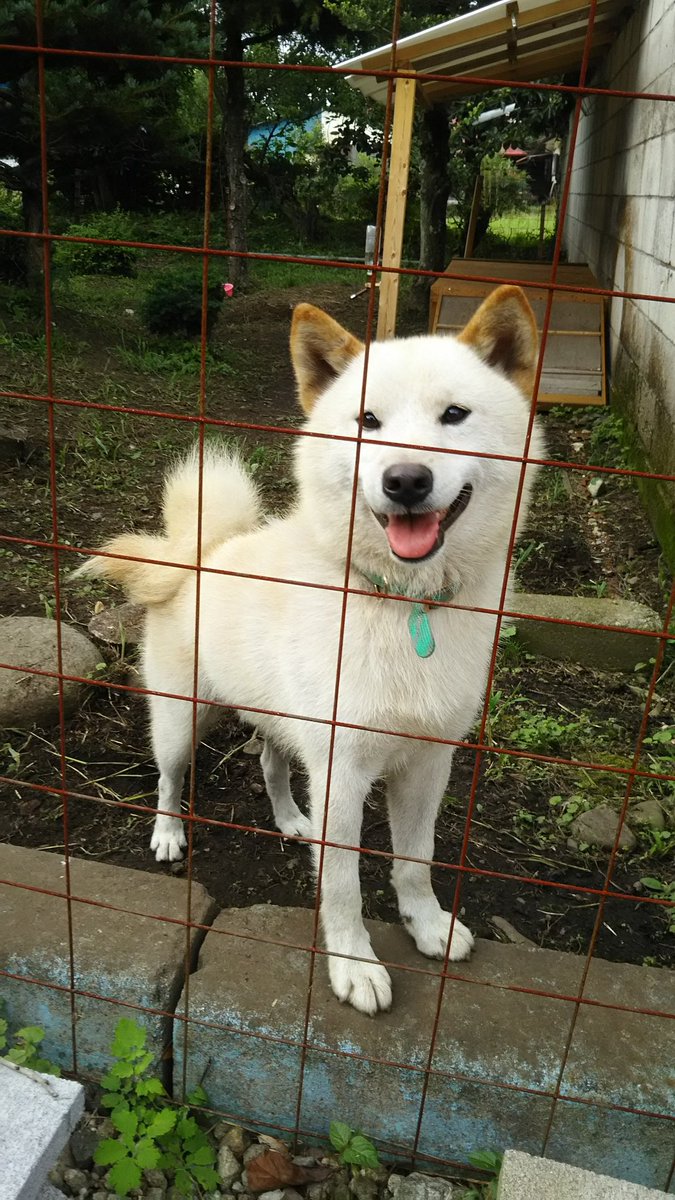 柴犬親子 白柴パパ探しています On Twitter 栃木県大田原市で白柴 迷子にしてしまいました オスで人見知りで臆病な子です 見かけた方情報ください 写真より痩せています 特に頬の毛ないです 水色の首輪しています 耳が茶色 です 背中から尻尾まで薄い茶色
