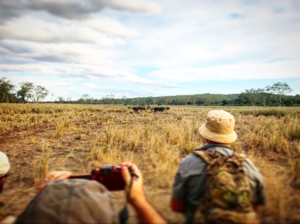 EcoTraining's tweet photo. The group of students came across some curious buffalo on the floodplain in Makuleke this afternoon
#trailsguide #safariguideproblems https://t.co/7I3zYQmBio