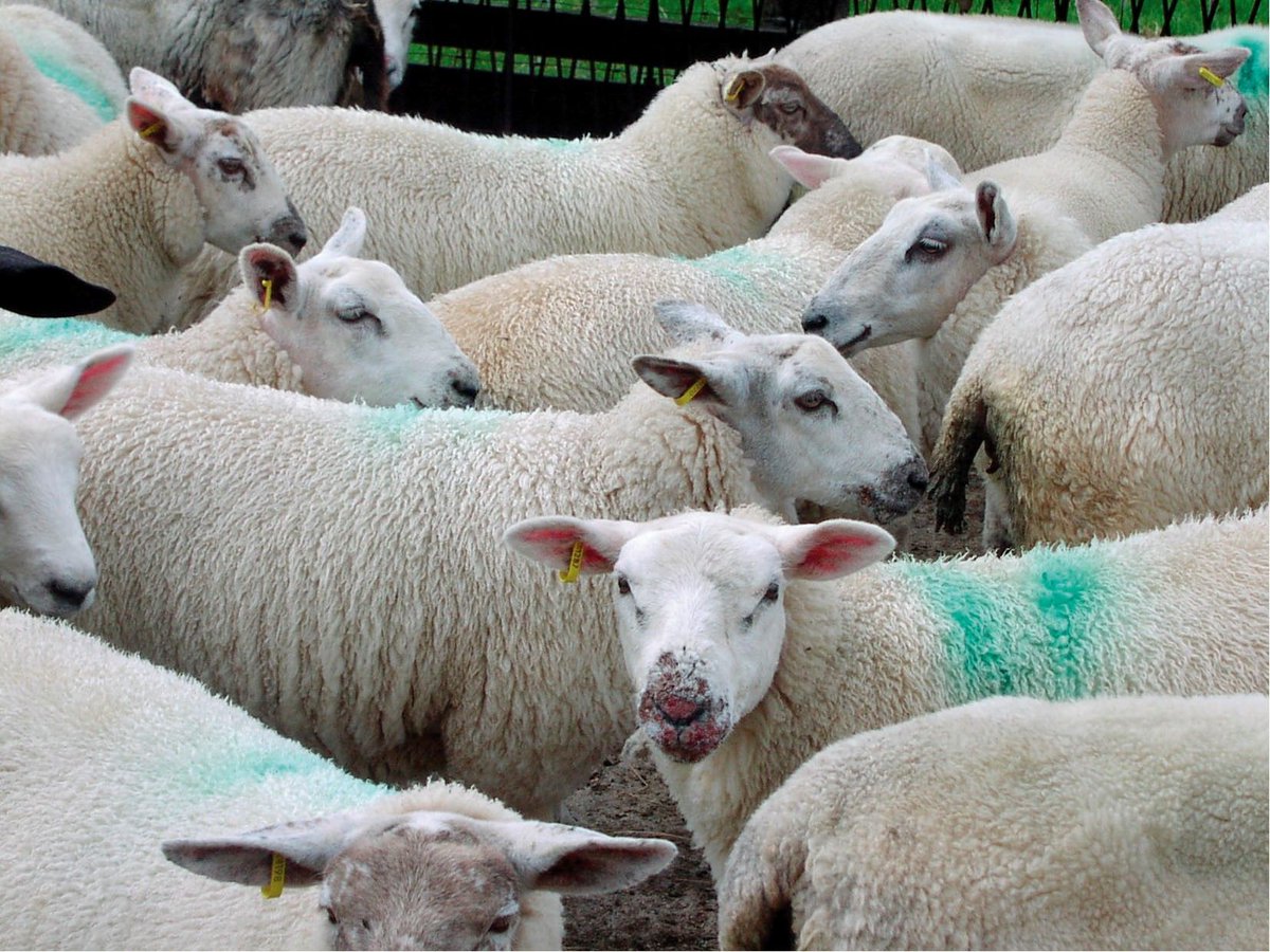 lamlacvolac's tweet photo. Did you see our #TopTip1 orf vaccination tip yesterday? If not, go check it out! >>https://t.co/t4KPyUu27b #TopTip2: Immunity develops within 4-8 weeks after vaccination, but the vaccine does not offer long-term protection, so ewes need to be boosted annually. #TeamSheep #Farm365 https://t.co/xwmydbZWEI