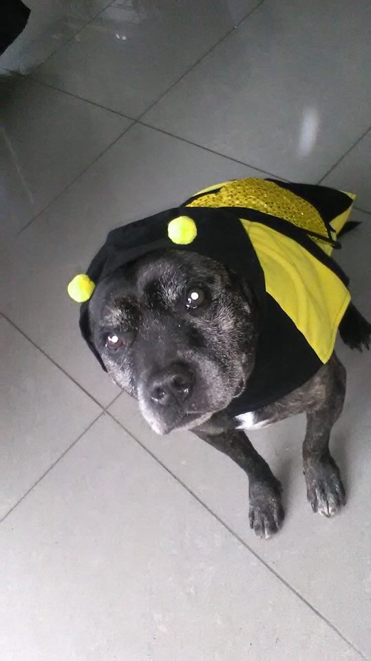 Time 4 yr dog 2 shine! Wellington Xmas Fair, best-dressed dog comp! Sat 25 Nov, Market Square. Bring your furry friends <a href="/strumper38/">Sarah</a> @RobJTrigg #RescueDogs Pls RT