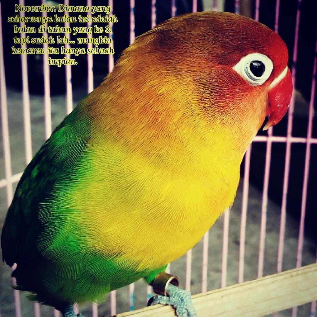 Impian November Di Kala Itu. #murti