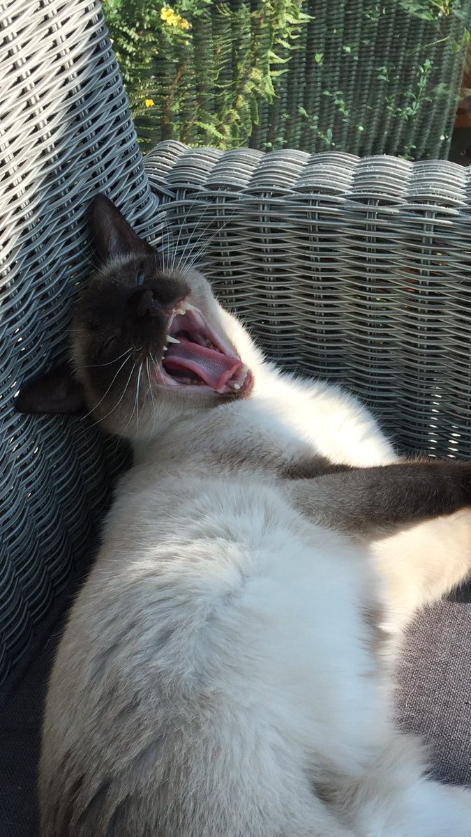 myleftfang's tweet photo. THROWBACK THURSDAY!!! #FangsForTheMemory https://t.co/IRryQdPhmI
