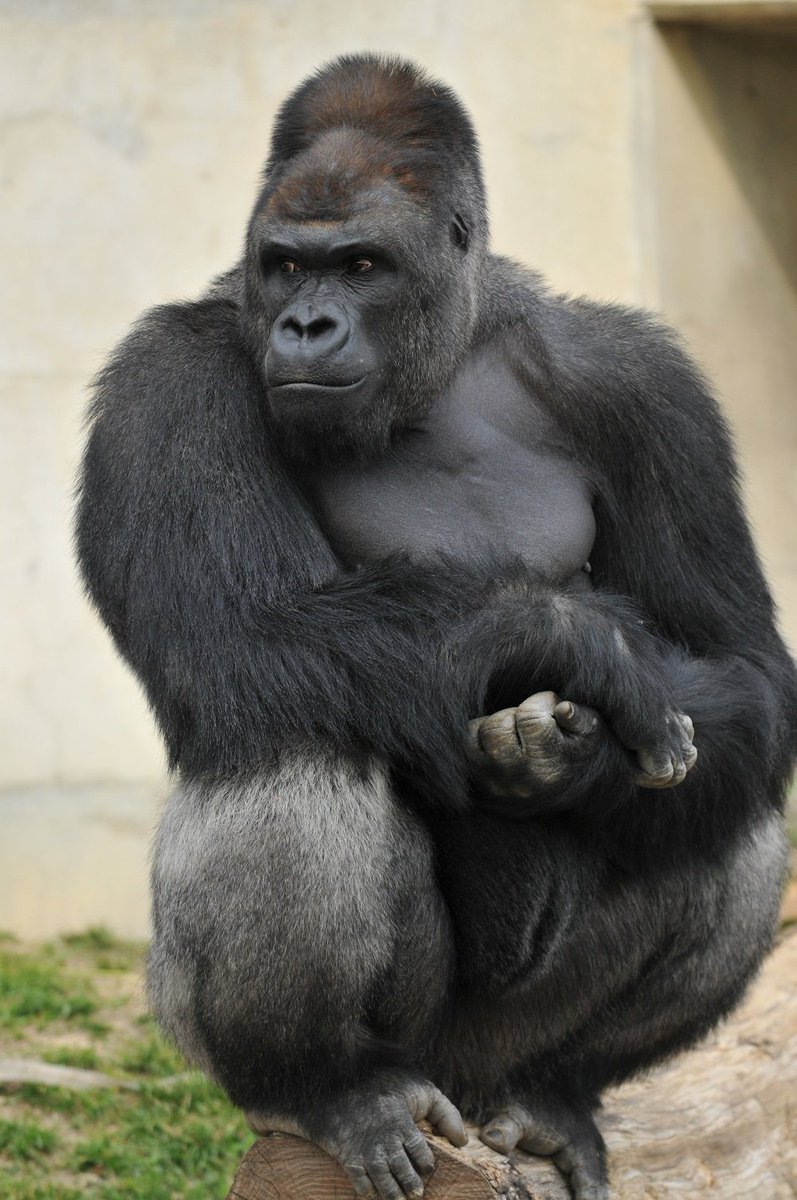 17年版 ゴリラ界のニュースまとめ 上野動物園 リキ 誕生に 安定のシャバーニ人気 ごりらのせなか