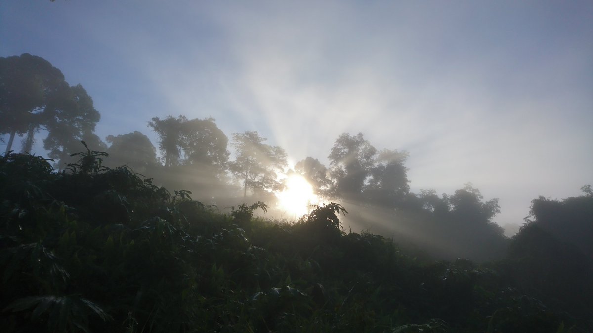 sarabssethi's tweet photo. Morning misty views through virgin rainforest never gets old. 3 real-time audio feeds up and running, 1 to go! https://t.co/XtCi1qPKCS