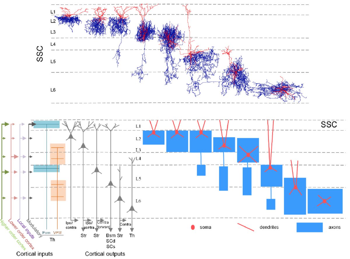 Genetic Single Neuron Anatomy reveals fine granularity of cortical interneuron subtypes biorxiv.org/content/early/… - more great stuff from Josh Huang!