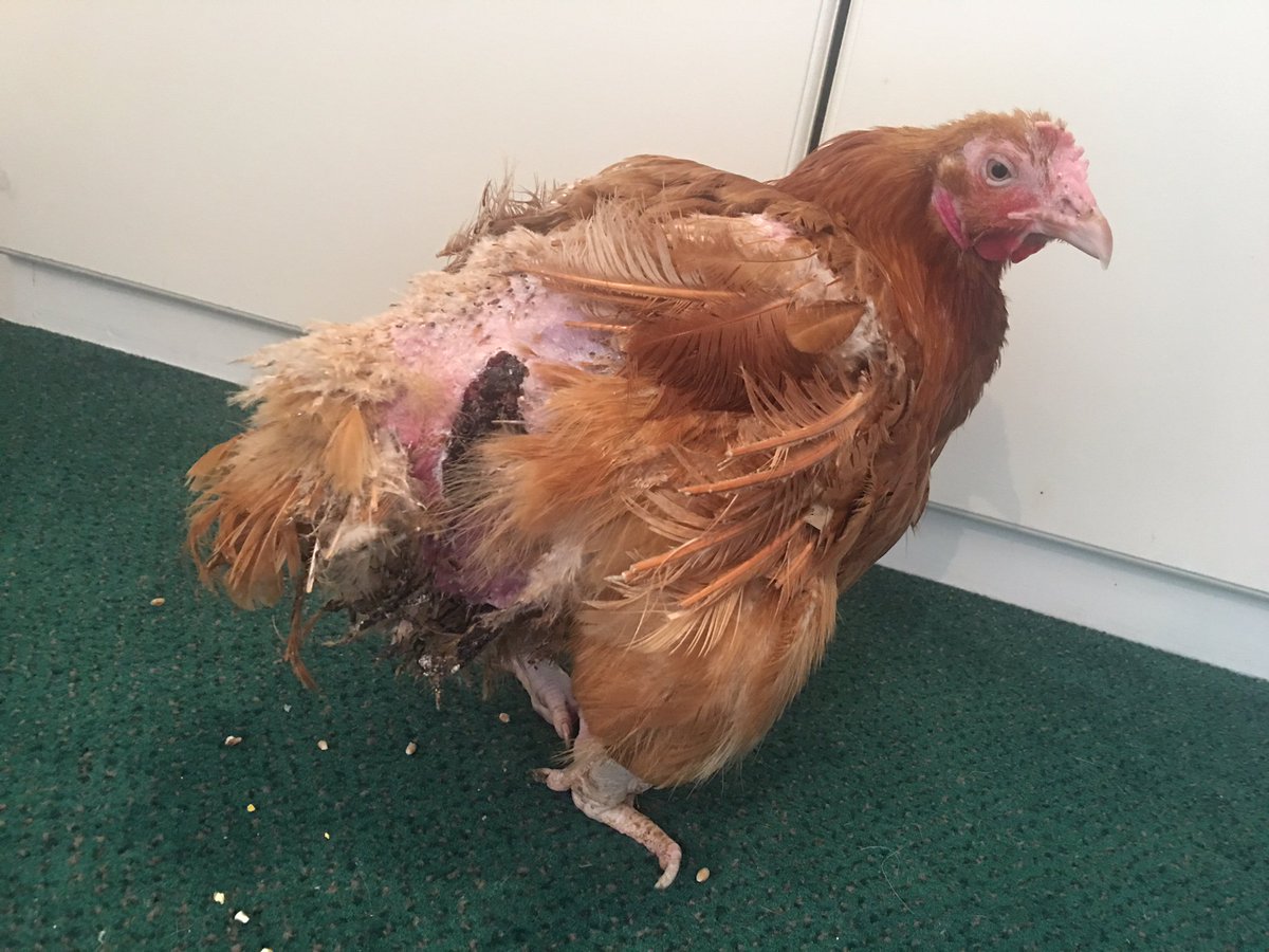 BHWTOfficial's tweet photo. Meet Jennifer. She's a roastie, and there are hundreds like her needing homes this weekend in Rose Ash, Devon. Please call 01884 860084 if you can help. https://t.co/JFA9VZ1GWx