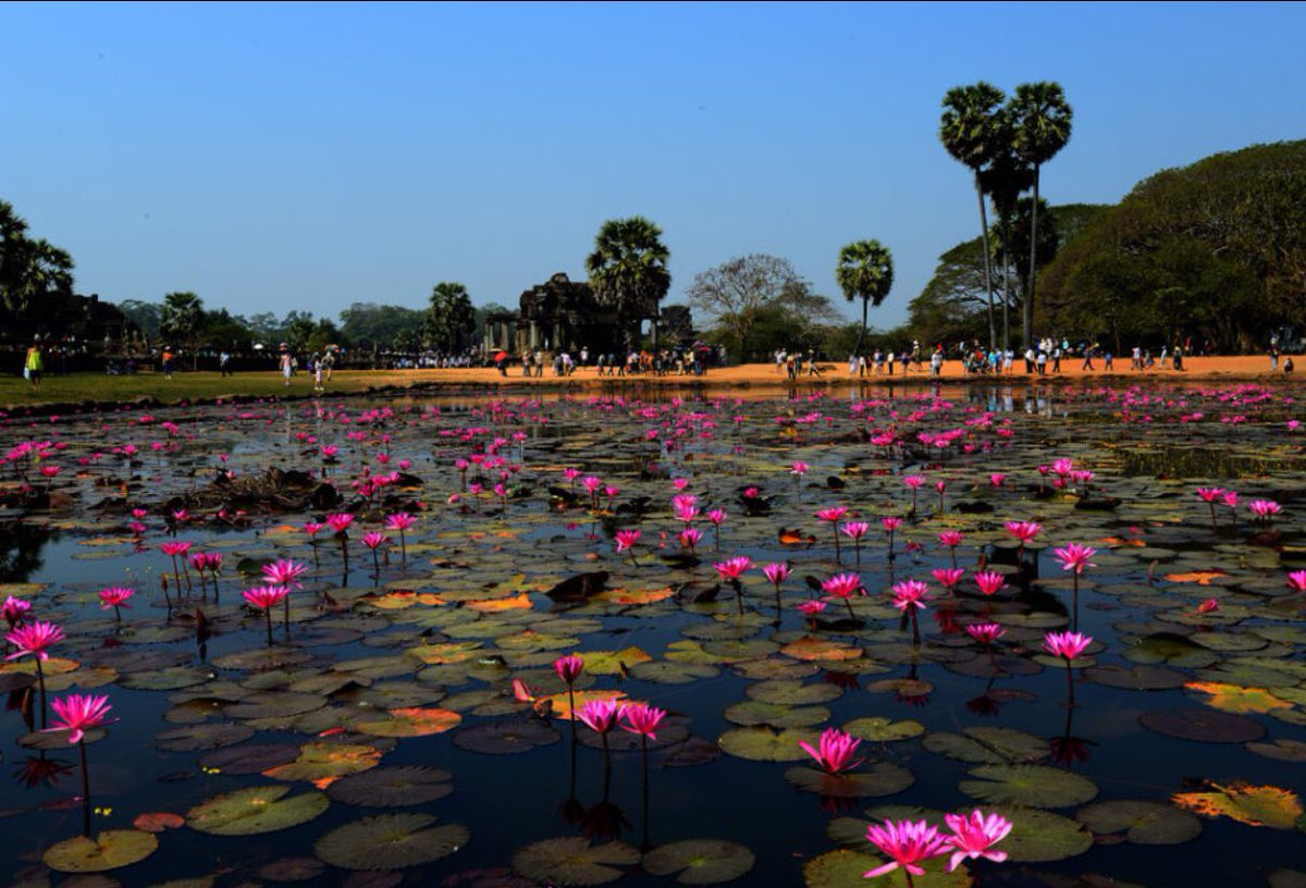 Fleur_Cambodge's tweet photo. Water Lily Of Angkor Wat, Cambodia ❤️ https://t.co/JpYwl5tKZH