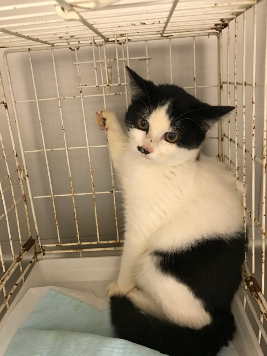 zakkacalon's tweet photo. 隣の人が子猫を捨てて引っ越してしまいました
今でも置いてきぼりにされたことがわからず空き家の前で震えていたので病院に連れて行きました　すべて健康生後約1か月の男の子、健康診断、のみダニすべて駆除
済みです　飼ってくれる方いませんかあ(´；ω；`)ｳｩｩ外は寒いよう
拡散希望です https://t.co/MbWppmmOOv