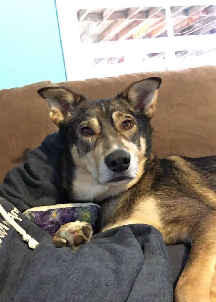 JessicaTrickey's tweet photo. But on the bright side, look how cute their dog is https://t.co/79lHHfrosu