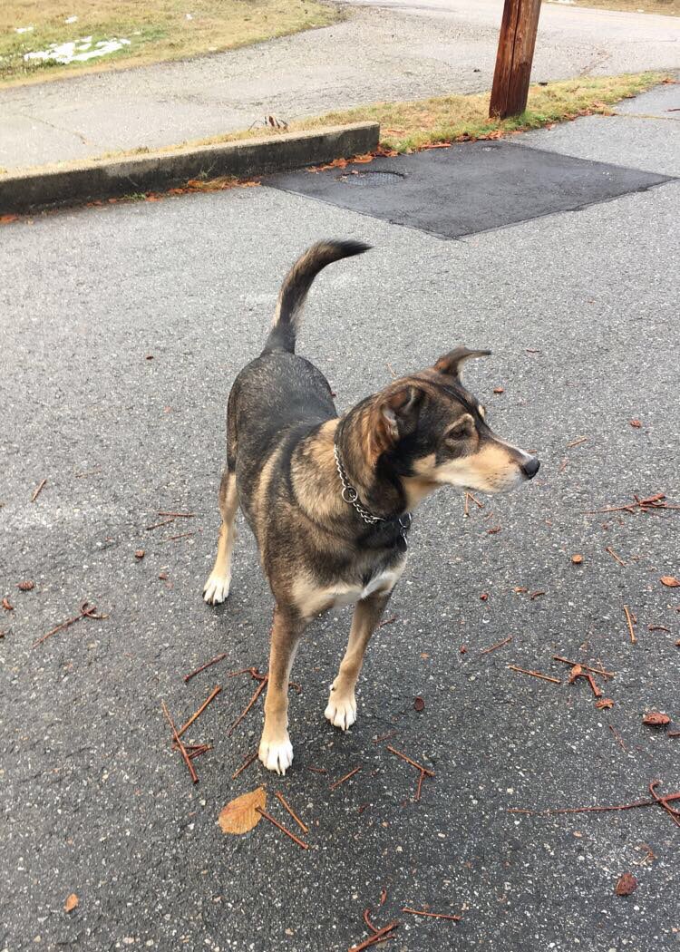 JessicaTrickey's tweet photo. But on the bright side, look how cute their dog is https://t.co/79lHHfrosu