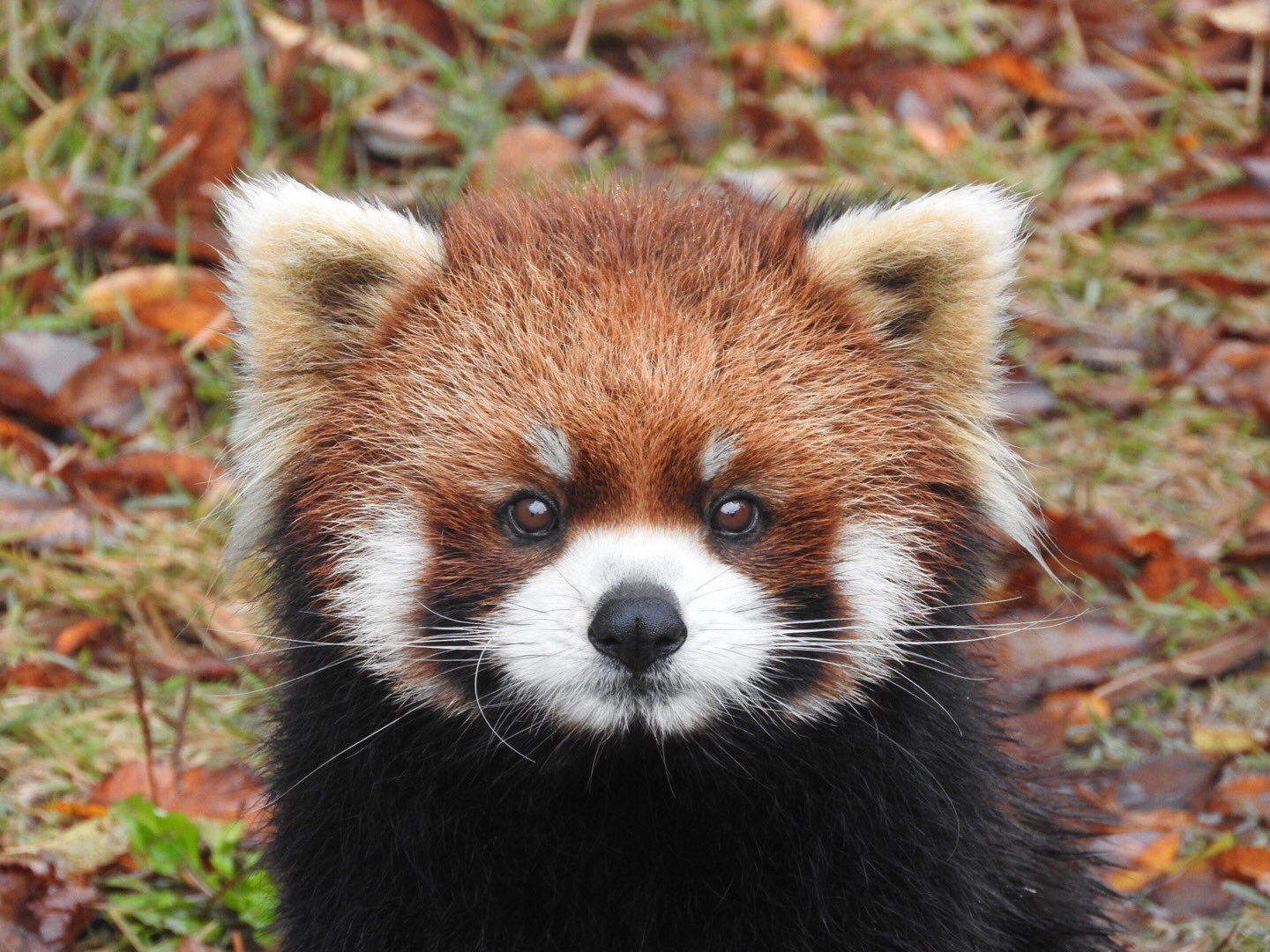 わたなべ 正面顔をよく見せてくれる親子 レッサーパンダ 西山動物園 ライト 息子 キラリ 母 キラリちゃんを焦がすとライトくんになるねぇ 笑 T Co Sceie2czaw Twitter