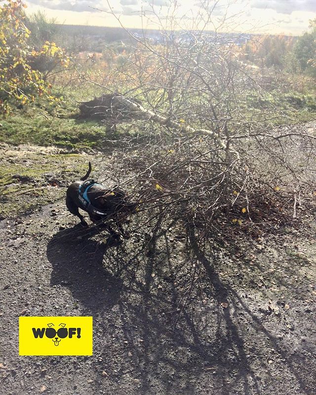 WoofServices's tweet photo. Stupid #tree getting in my way #silverbirch #treesurgeon #arboriculturist #FirTreeFlash #nofilter #dogsofmanchester #dogsofinstagram #dogstagram #staffy #staffordshirebullterrier #dogwalking #woof #woofwoof #woofstuff https://t.co/ahEO1jh9RV https://t.co/Huo6QSDpb9