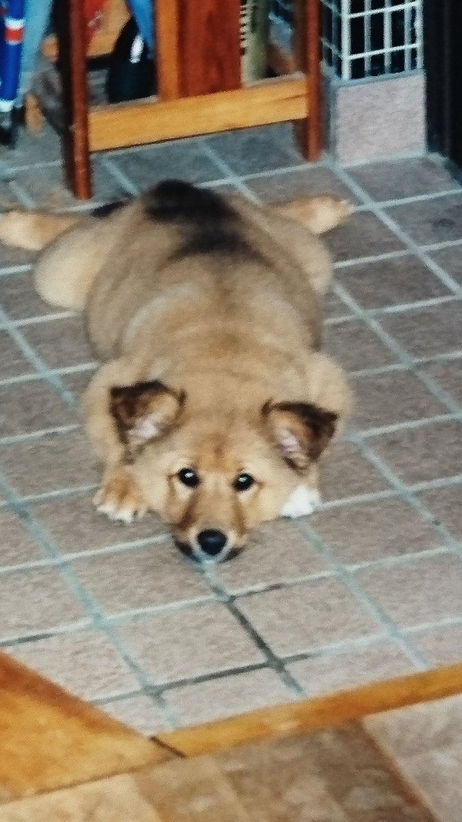 05015035's tweet photo. たった今、モモが虹の橋を渡りました。
フォロワーの皆さんに愛されて生き続けた17年6ヶ月18日でした。
頑張ってくれました。本当に頑張ってくれました。
モモ🐶本当にありがとう。
幸せだったよ。
行ってらっしゃい。
きっと又パパの所に戻っておいで🎵 https://t.co/TY22bgF7WX