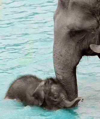 paisley222's tweet photo. @realDonaldTrump Elephants are intelligent, emotional giants. The whole herd will come to help one in trouble. You, on the other hand, are cruel &amp; heartless to lift the ban on importing hunting trophies. #elephanttrophies https://t.co/sre4ic0GCp