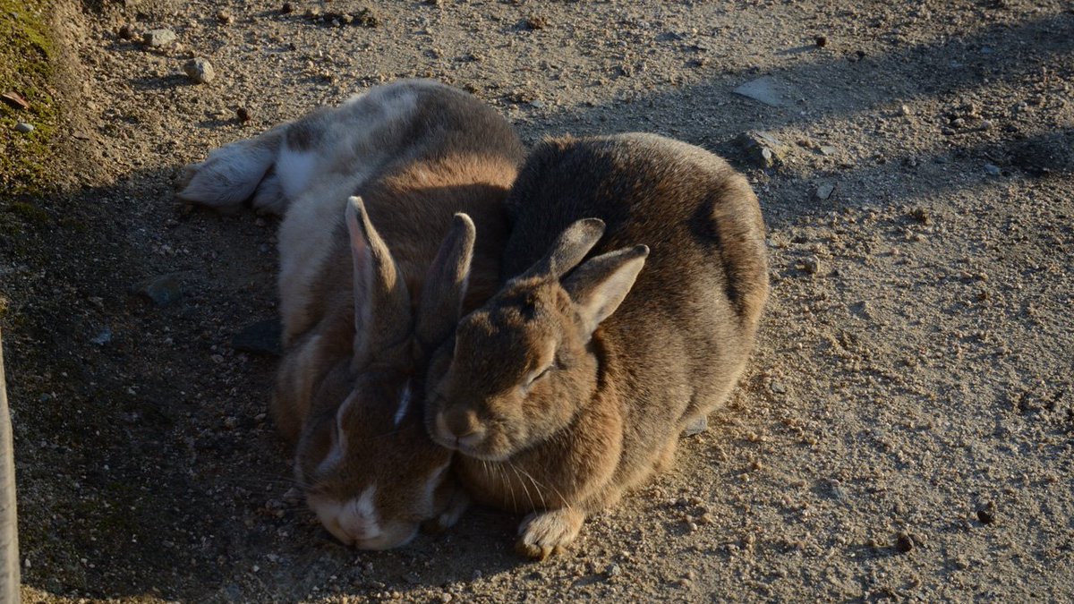 ট ইট র みるチー 動物といえば 今日うさぎ島に行ってきた ちょっとハードなスケジュールだったけど晴れてる日なかなかないので 前回の暑い時期に比べて うさぎさん達元気だった 若干凶暴だった エサへのがっつきが凄くて噛まれるは 爪でひっかかれる