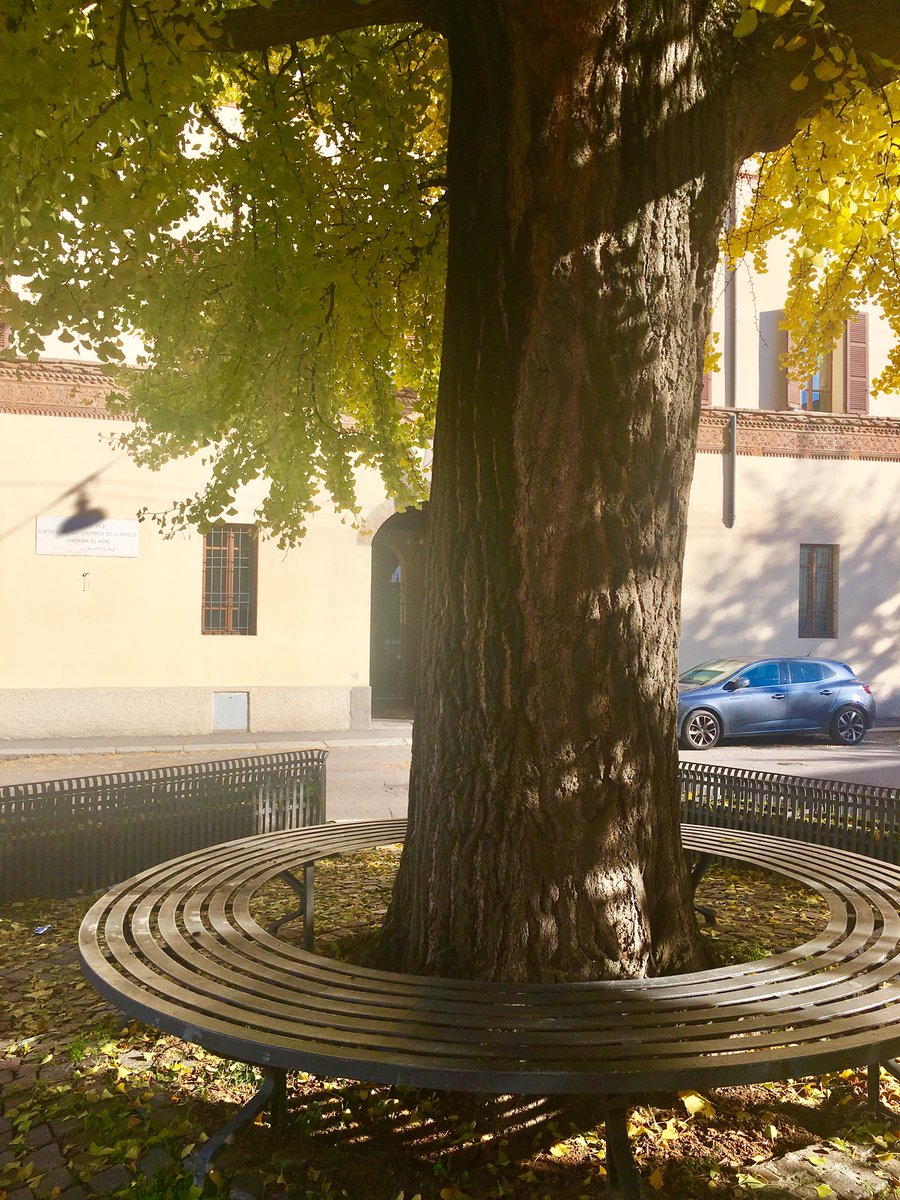 CosyStudio's tweet photo. Ogni anno un grande regalo dalla Natura! #cremona #thegreattree #autumnInLombardia https://t.co/wMgwSIhULL