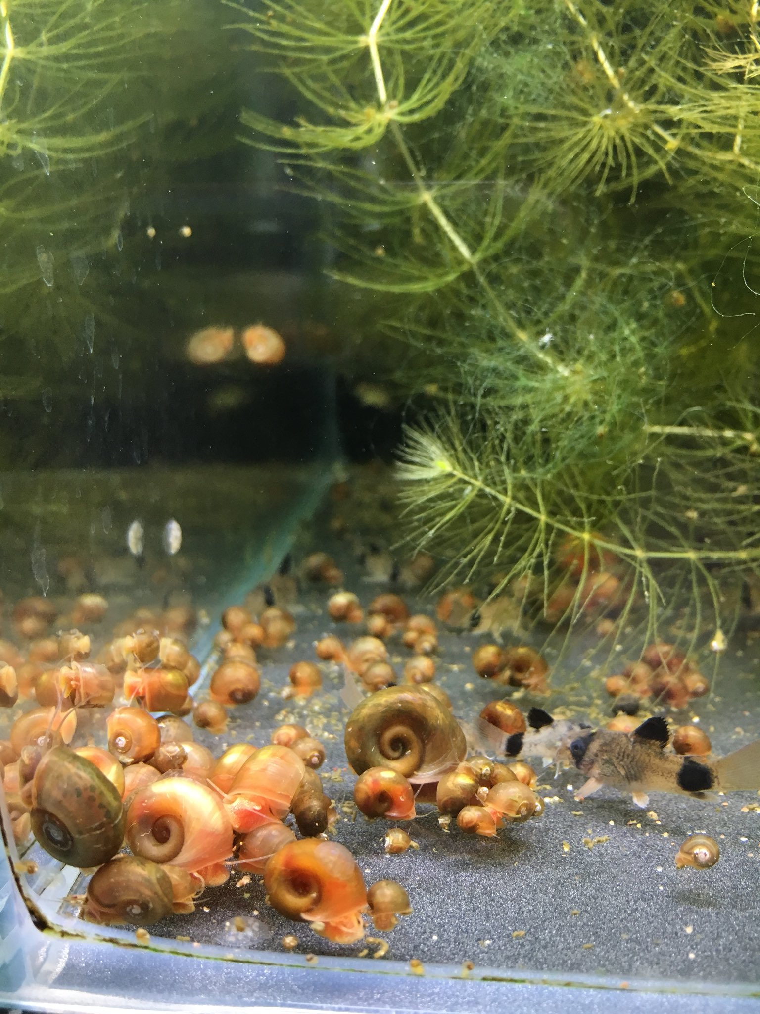 こうちゃがーでん ラムズ水槽 じゃなくてこりぱん水槽 W コリドラスパンダ T Co Jdhasmepjt Twitter