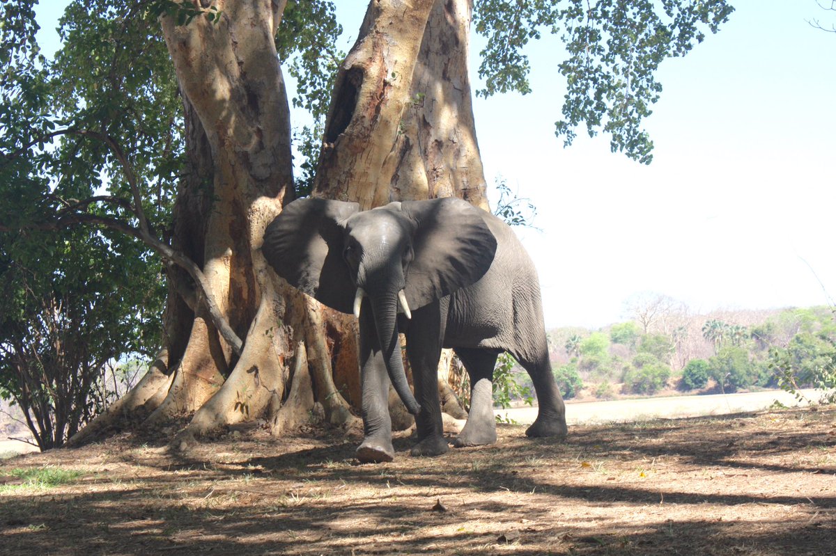 stephaniejowers's tweet photo. This one-million-acre property of the Niassa Reserve is magical #SheikhAujanLegacy https://t.co/M0PvGdVrXW