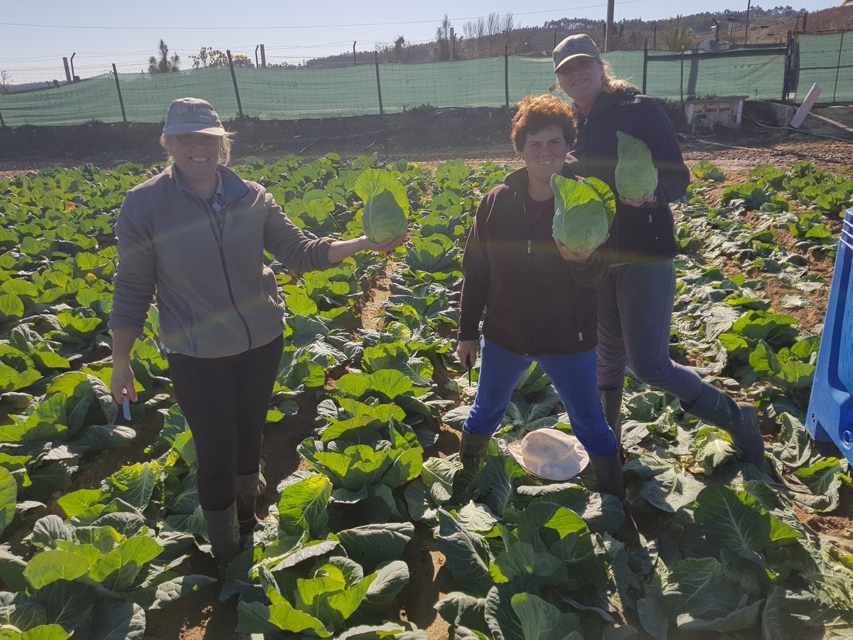 flespompoen's tweet photo. Vanaf volgende week Verse #Spitskool uit #Portugal voor #Holland verkrijgbaar #Versland elke week https://t.co/5bxoVjTizo