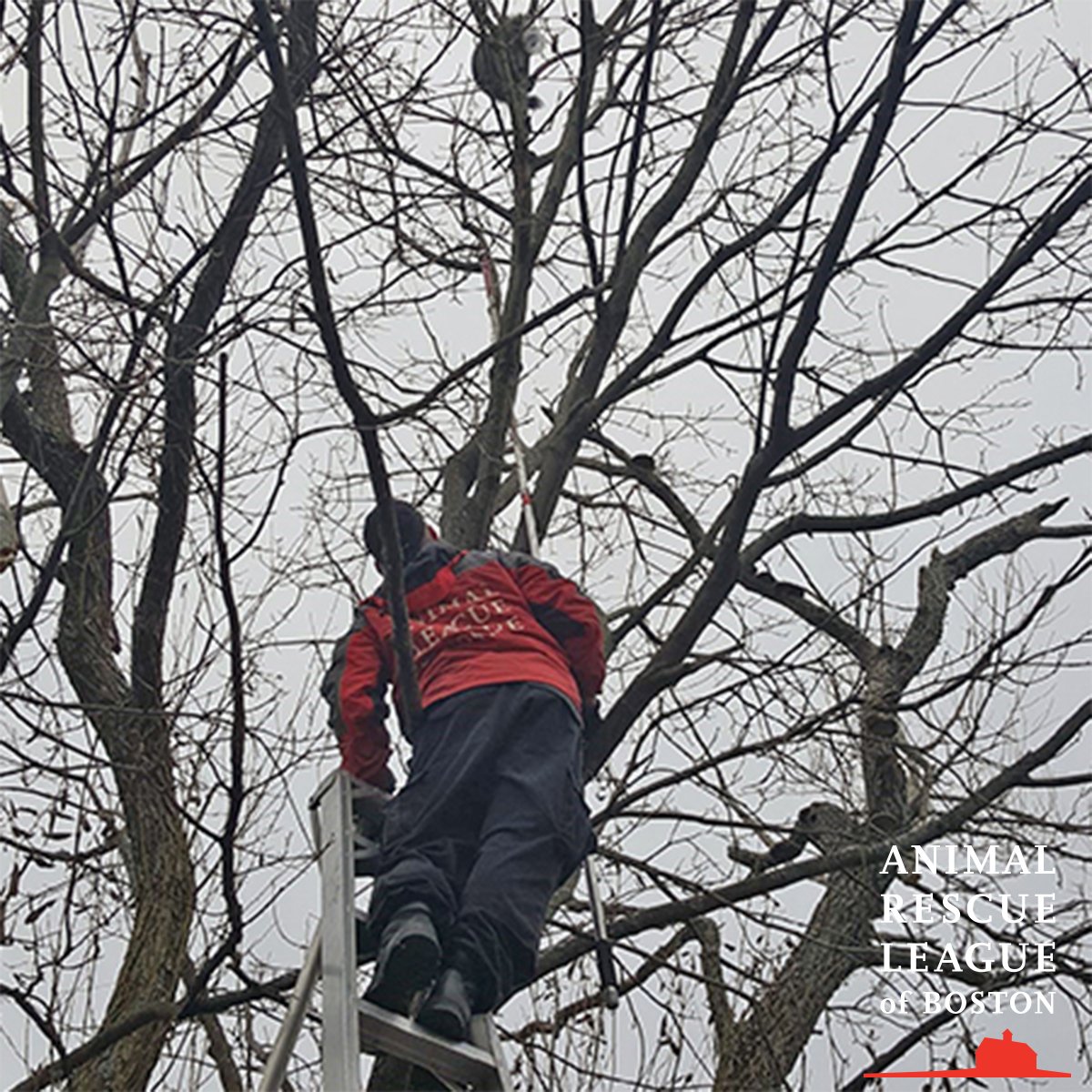 ARLBostonRescue's tweet photo. Success! Raccoon in a tree in Woburn with a jar stuck on his head -- it took some finessing but ARL Rescue Services got it done! https://t.co/pDoXIfmttZ https://t.co/z8t2jYo5gc