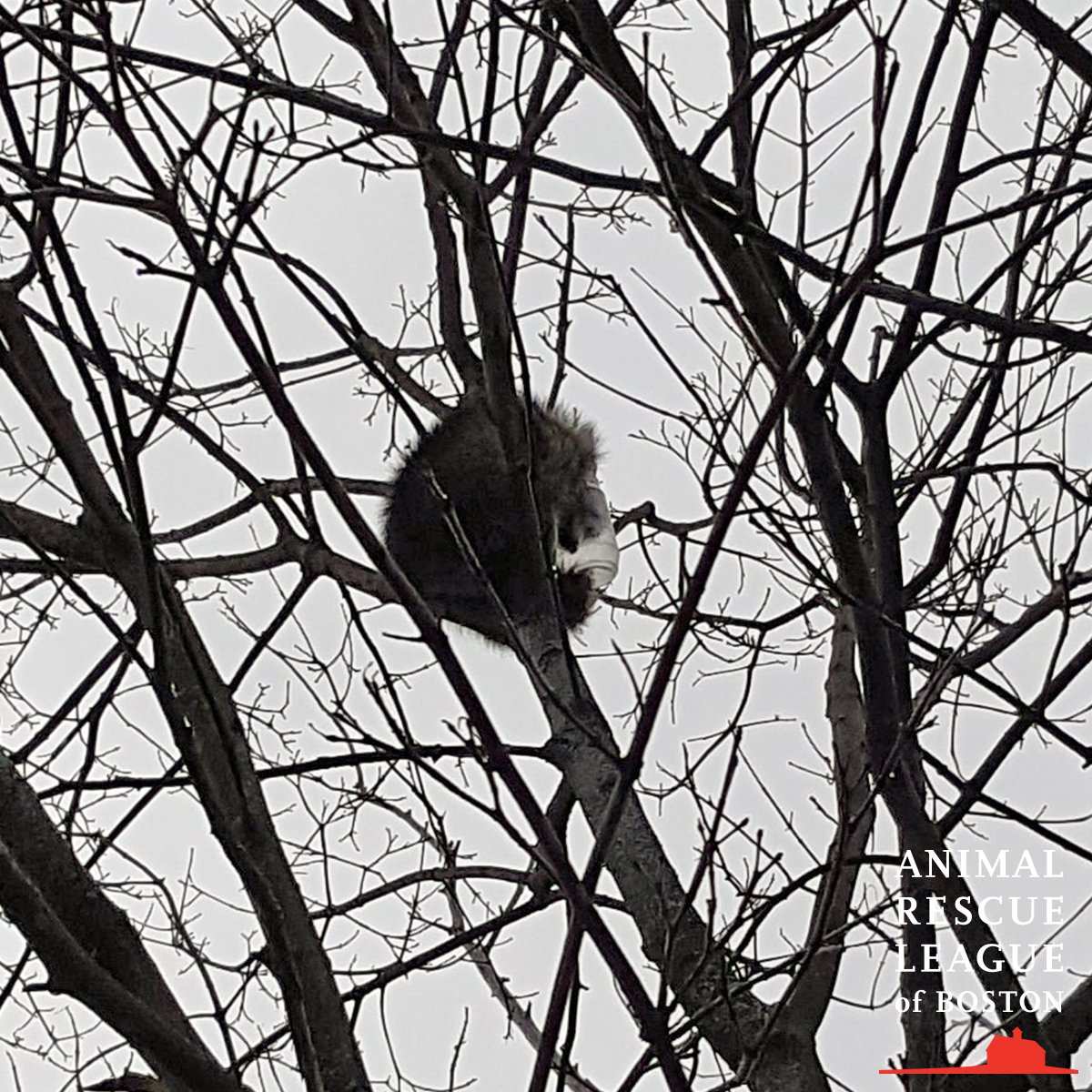 ARLBostonRescue's tweet photo. Success! Raccoon in a tree in Woburn with a jar stuck on his head -- it took some finessing but ARL Rescue Services got it done! https://t.co/pDoXIfmttZ https://t.co/z8t2jYo5gc