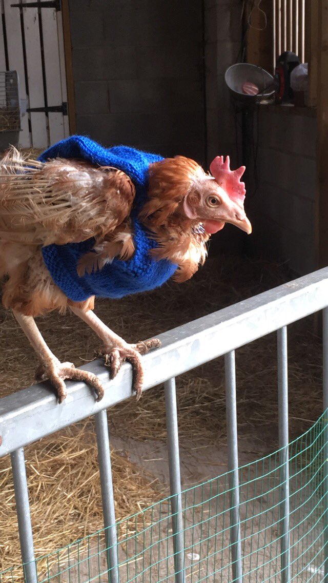 RVHS Farm tweet media