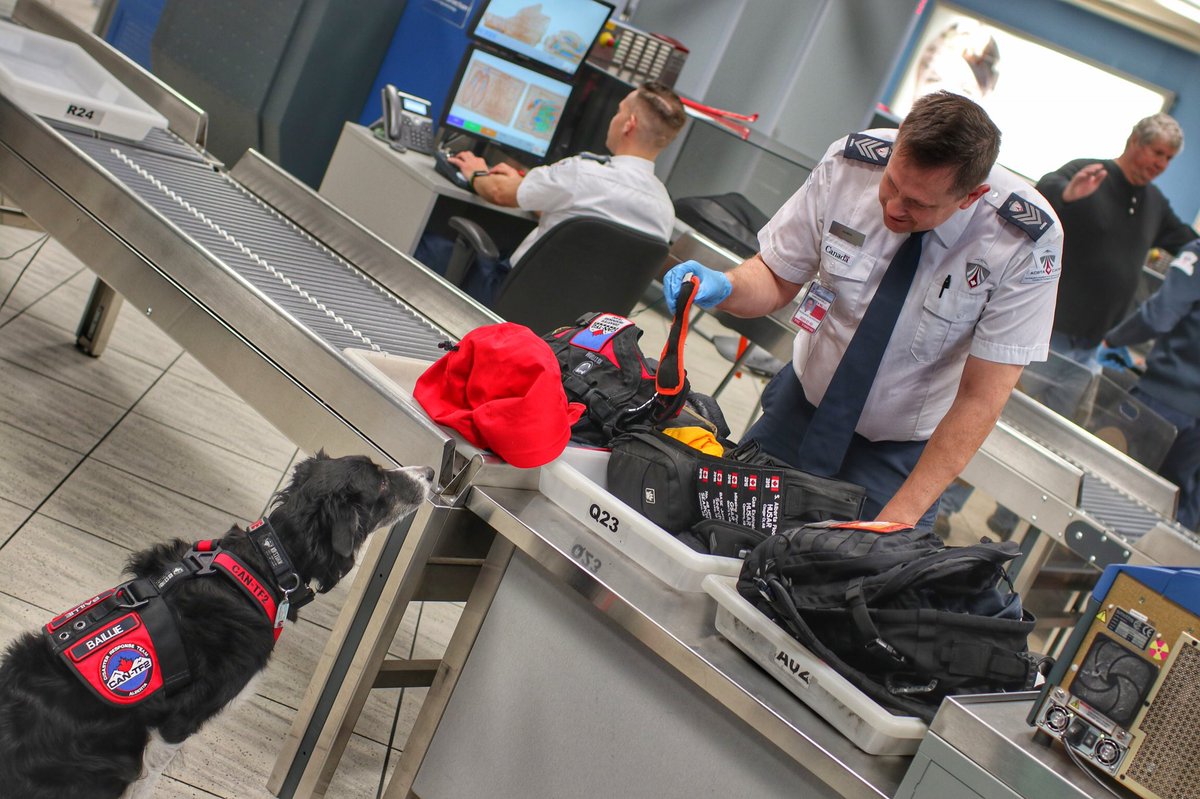 Kit_K9's tweet photo. DON’T YOU TOUCH THAT SQUEAKY TOY!
Disaster search #K9 #Baillie🐾 is a seasoned traveller through @flyYYC security, but she is very attentive when her own bag is searched. #DogsThatFly https://t.co/tJnCt39Iao