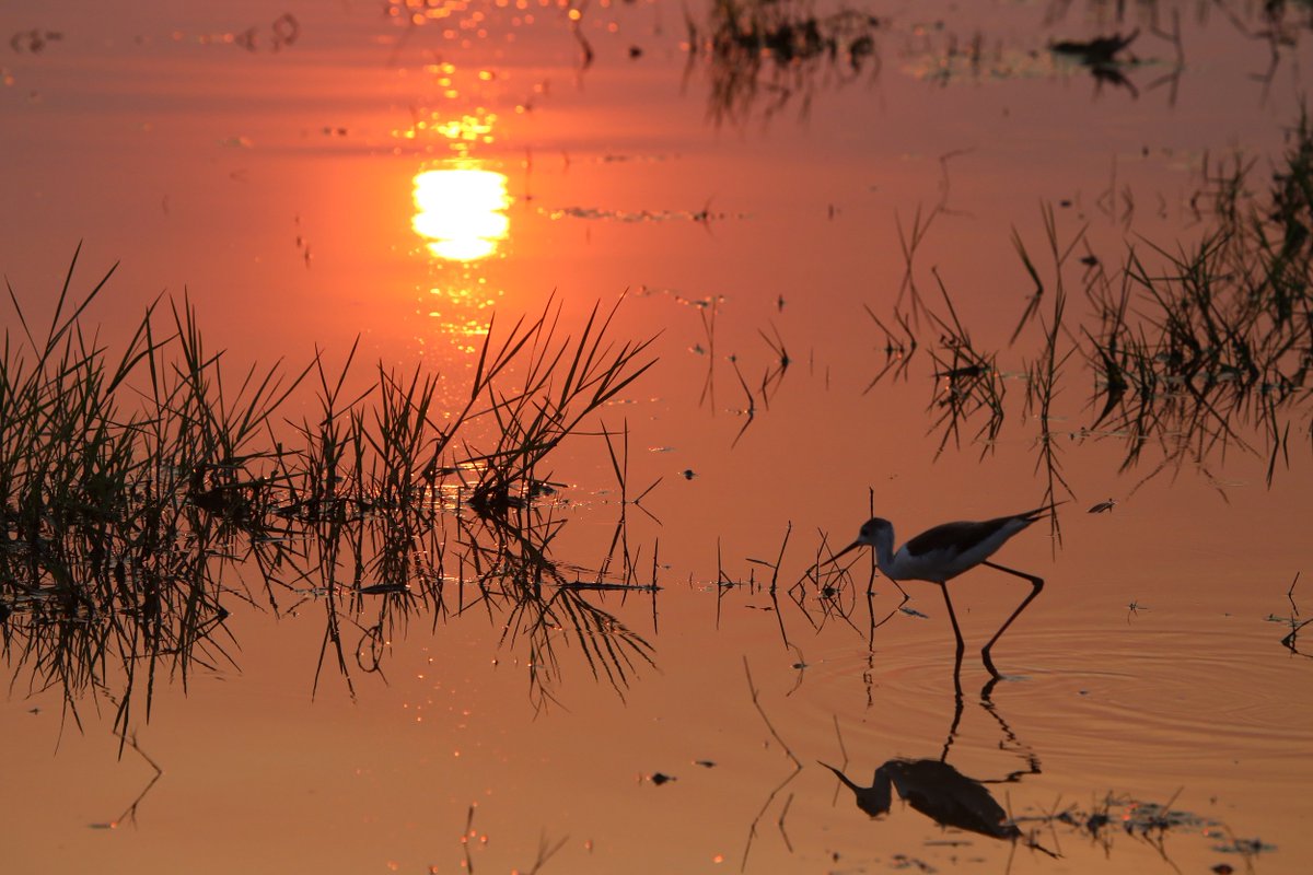 Delicate light made this black-winged stilt sighting in Khwai Private Reserve particularly memorable.