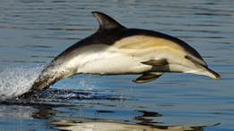 dolmansarahj's tweet photo. Dolphin &amp; porpoise #bycatch too high in ALL European waters @EP_Fisheries please vote to reduce deaths on Tuesday! https://t.co/fYOC0WrF8Q https://t.co/sBAgROl8uo